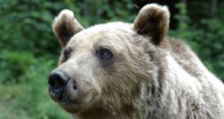 Почина една от първите спасени мечки в Парка край Белица