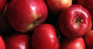 360 тона ябълки са набрани в Института по земеделие-Кюстендил