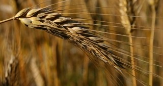 479 земеделски стопани ще получат подпомагане за пропаднали площи от пшеница и ечемик