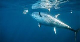 ЕС промени позицията си относно риболова на застрашената синьопера риба тон