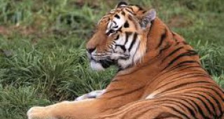 През 2022 г. на Земята няма да има тигри, ако не се вземат мерки