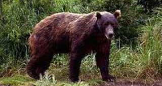 Празник на мечката организират в Белица