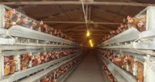 Цените на пилешкото месо и на яйцата ще се увеличат с поне 10-15 %