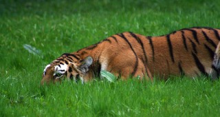 Трафикът на тигри носи значителни доходи, а виновниците често остават безнаказани