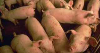 Русия е въвела ограничение за вноса на живи свине от Германия