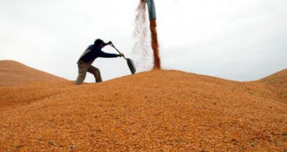 Украйна може да изнася пшеница за египетския пазар