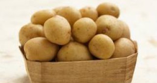 Повишено търсене на картофи отчитат в Смолянско