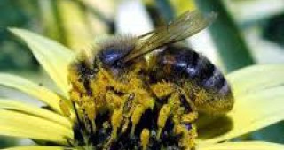 ЕП призова за увеличаване на помощта за пчеларския сектор в ОСП след 2013 г.