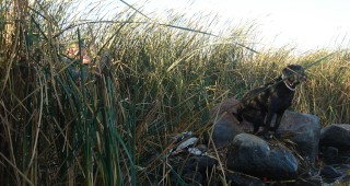 Представители на ловни дружинки обсъдиха опазването и управлението на бургаските езера