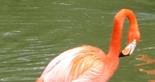 Розово фламинго се появи край Атанасовското езеро в Бургас