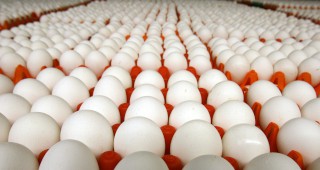 Еврокомисията може от май 2011 г. да позволи доставките на пилешко месо и яйца от Украйна