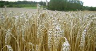 Промените в климата може да удвоят цените на зърното до 2050 г.