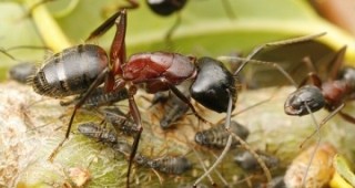 Учени откриха, че храната определя социалния статус на мравките