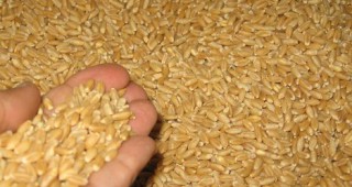 Цените на зърното в Русия може да достигнат $ 300/т
