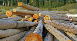 В ЕС влязоха в сила нови правила, с които да се предотврати продажбата на незаконен дървен материал на европейския пазар
