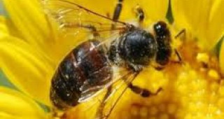 ЕК е разтревожена от нарастващата смъртност сред пчелите