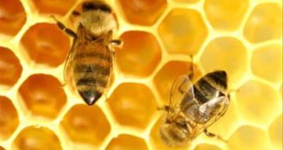 Започва прием на научни проекти по Националната програма пчеларство