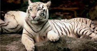 Тигрите са на изчезване заради стреса