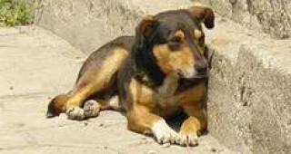 166 кучета са кастрирани по време на двуседмична акция в Кюстендил