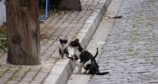 Свръхпопулация на котки заплашва Пловдив