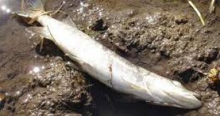 Установен е източникът на замърсяване, който причини измирането на риба в река Луда Яна