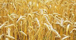 Около 400 лева за тон е изкупната цена на пшеницата в Бургаско