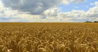 Реколтата от пшеница в Европейския съюз ще се увеличи през 2011-2012 пазарна година