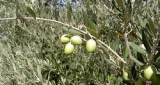 Ще садим маслини в Родопите