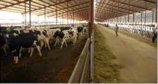 От днес започва изплащането на националните доплащания за животновъдство