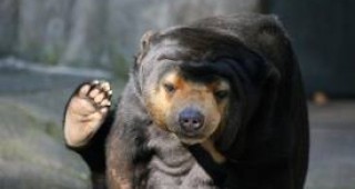 Малайска мечка избяга в Южна Корея