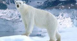 Белите мечки могат да бъдат спасени при достатъчно съкращение на вредните емисии