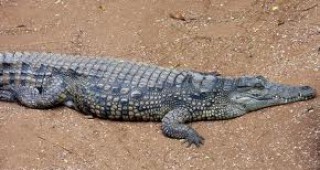 Откриха крокодил вегетарианец
