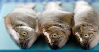 Брюксел намали квотите за улов на риба треска с 25%
