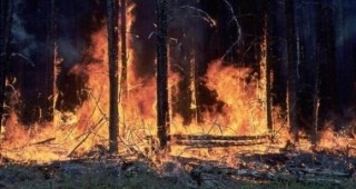 Голям пожар унищожи над 240 дка иглолистна гора