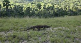 Комодският варан - най-големият гущер в света