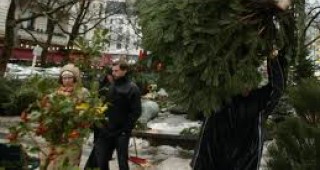 Служители на Регионална дирекция по горите в Благоевград конфискуваха 300 незаконни елхи