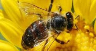 Пчелите: Quo vadis?