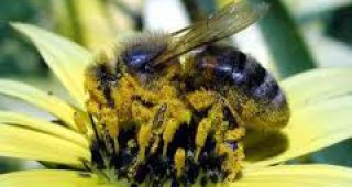 Пчелите: Quo vadis?