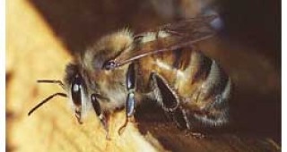 От утре пчеларите ще могат да кандидатстват за субсидии