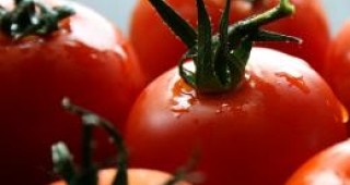 В Пазарджик продължават да раздават безплатни домати