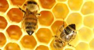 Приети са 655 проекта по новата пчеларска програма, отворена в ДФЗ
