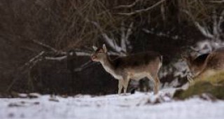 Четири елени лопатари са откраднати от имот в пловдивско село
