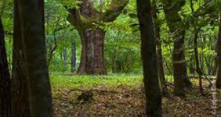 Увеличават се актовете за нарушения, съставени от Регионалното управление по горите – Бургас