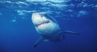 Италия предложи на Египет създаването на щит срещу акули