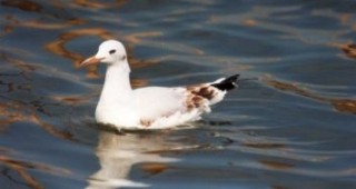 Няма засегнати защитени видове птици при пожара в местността Дуранкулашко езеро