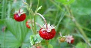 Учени установиха, че дивата ягода има 1.5 пъти повече гени от човека