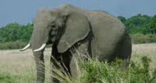 Африканските слонове са два вида, не един