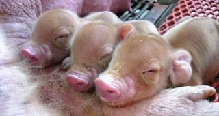 Европейският парламент призова за забрана на клонирането на животни във фермите