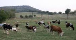 От началото на годината за подпомагане на животновъдния сектор са изплатени 107 млн. лв.