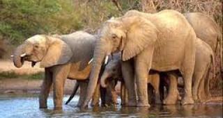 Индийските слонове измират от нова болест